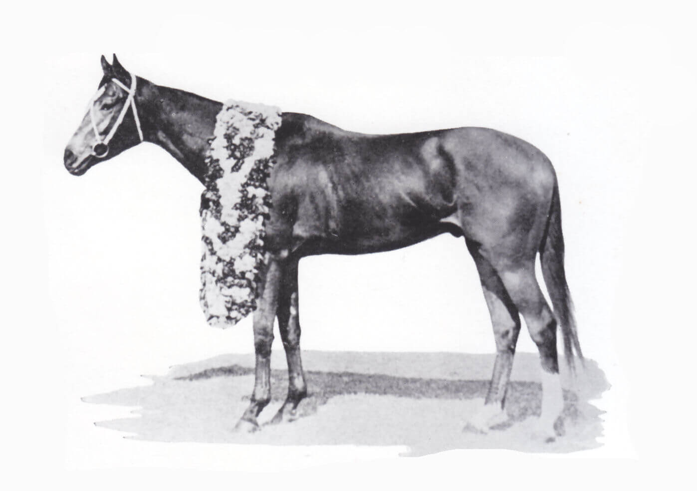 出典：Wikimedia Commons「Tosamidori.jpg」（パブリック・ドメイン） 不詳 - 『競馬 - 国営競馬6年のあゆみ』（高陽書院、1954年）p.64, パブリック・ドメイン, https://commons.wikimedia.org/w/index.php?curid=40585520による